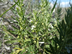 Teucrium africanum