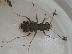 Neocicindela garnerae