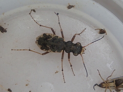 Neocicindela garnerae