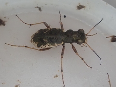 Neocicindela garnerae