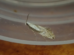 Mnesarchella