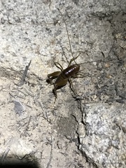 Ceuthophilus hesperus