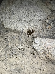 Ceuthophilus hesperus