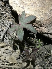 Delphinium cardinale