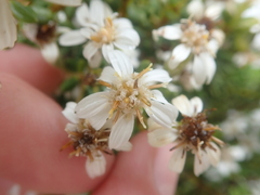 Olearia cymbifolia