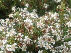 Olearia cymbifolia