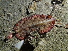 Pseudobiceros fulgor