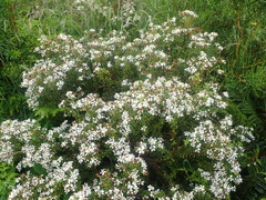 Olearia cymbifolia
