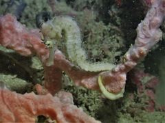 Hippocampus comes