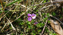 Limnophila chinensis