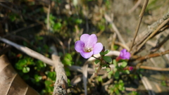 Limnophila chinensis