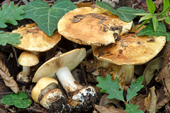Cortinarius osmophorus