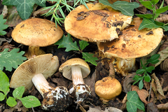 Cortinarius osmophorus