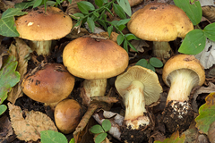 Cortinarius nanceiensis