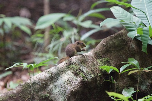 Low's Squirrel