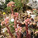 Sempervivum riccii - Photo (c) Stefano Doglio, some rights reserved (CC BY-NC), uploaded by Stefano Doglio