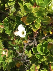 Veronica macrantha