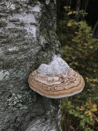 Tikroji pintis nuotrauka