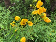 Senna sophera