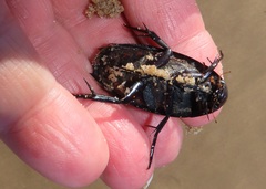 Hydrophilus aculeatus