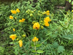 Senna sophera