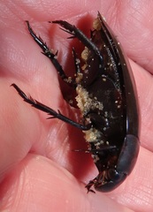 Hydrophilus aculeatus