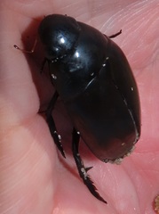 Hydrophilus aculeatus