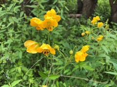 Senna sophera