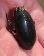 Hydrophilus aculeatus