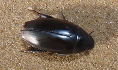 Hydrophilus aculeatus