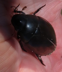Hydrophilus aculeatus