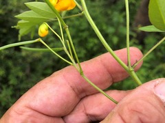Senna sophera