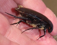 Hydrophilus aculeatus