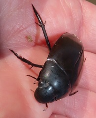 Hydrophilus aculeatus