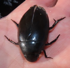 Hydrophilus aculeatus