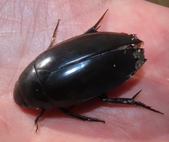 Hydrophilus aculeatus