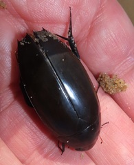 Hydrophilus aculeatus