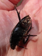 Hydrophilus aculeatus