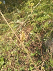 Flemingia macrophylla