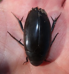 Hydrophilus aculeatus