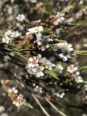 Baeckea linifolia