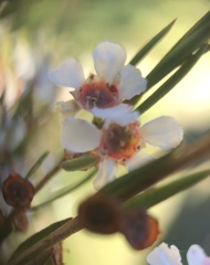 Baeckea linifolia