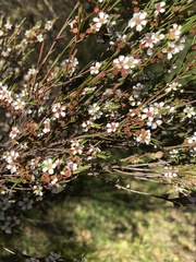 Baeckea linifolia