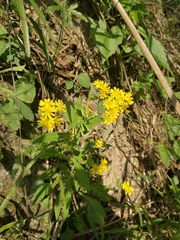 Crepidiastrum denticulatum