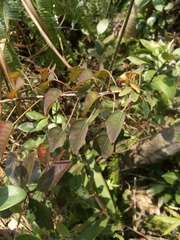 Triadica cochinchinensis