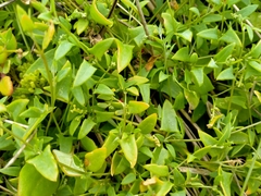 Chenopodium nutans nutans