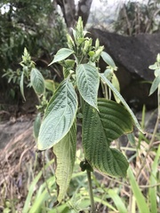 Eranthemum