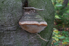 Fomitiporia hartigii