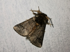 Thaumetopoea processionea