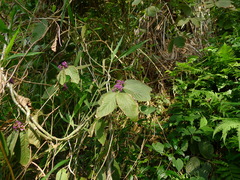 Callicarpa formosana
